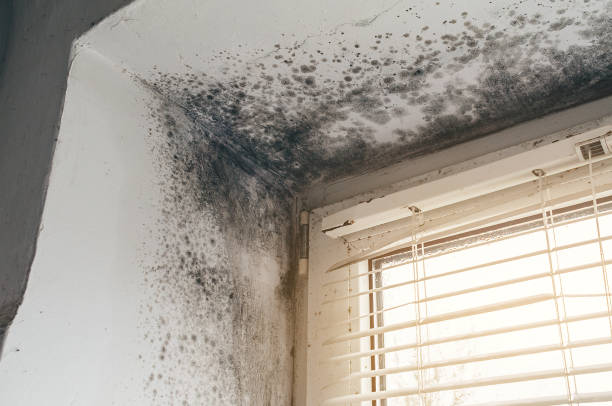 Affordable Mold Remediation solutions in Oxford, MI