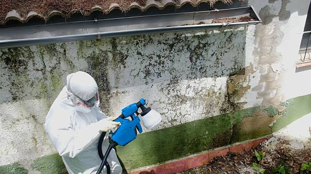 Top rated local Mold Remediation specialists in Oxford, MI